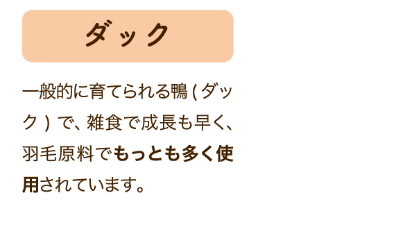 ダック 一般的に育てられる鴨(ダック)で、雑食で成長も早く、羽毛原料でもっとも多く使用されています。