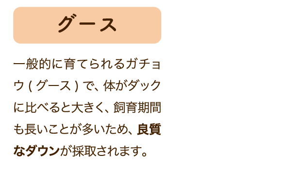 グース 一般的に育てられるガチョウ(グース)で、体がダックに比べると大きく、飼育期間も長いことが多いため、良質なダウンが採取されます。