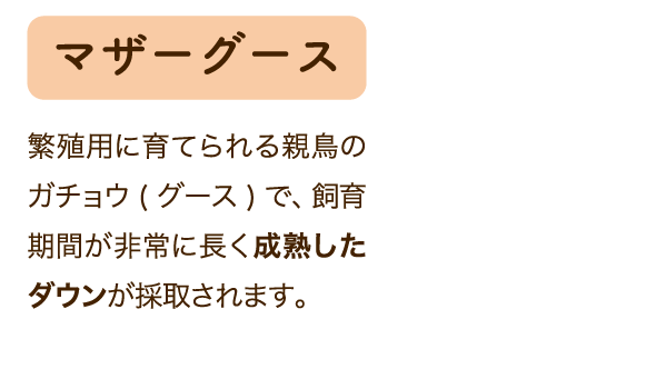 マザーグース 繁殖用に育てられる親鳥のガチョウ(グース)で、飼育期間が非常に長く成熟したダウンが採取されます。