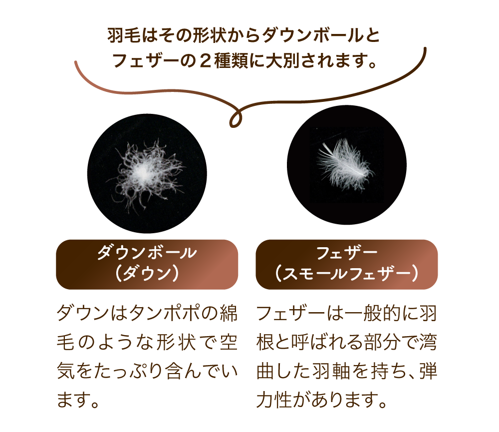 羽毛はその形状からダウンボールとフェザーの2種類に大別されます。